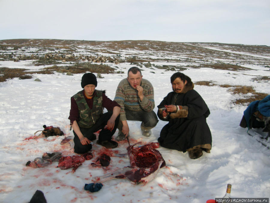 Жертвенный олень Ямало-Ненецкий автономный округ, Россия