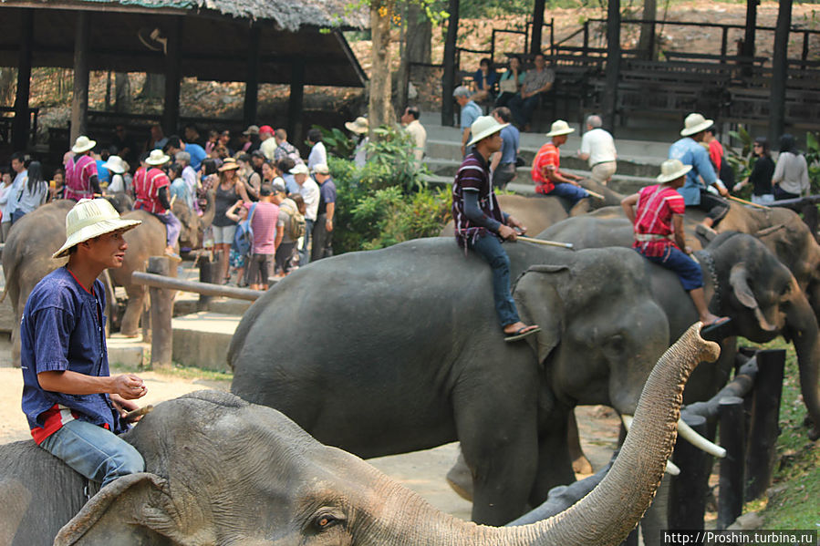 Чиангмай, 6-день, Слоновий питомник Чиангмай, Таиланд