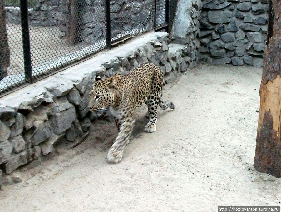 Леопард персидский и... Новосибирск, Россия