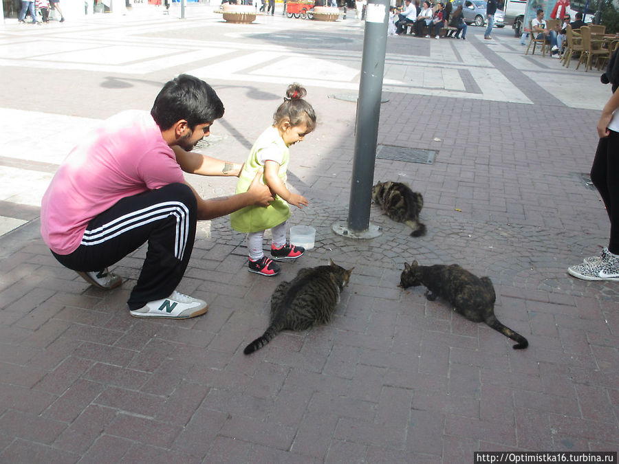 Ох, уж эти кошки! Кушадасы, Турция