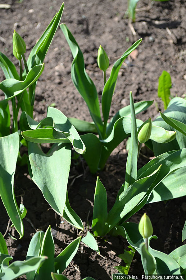 Наша  робкая  весна Оренбургская область, Россия