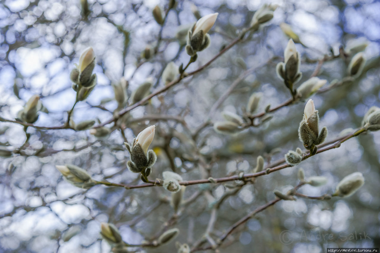 Ботанический сад в марте Рига, Латвия
