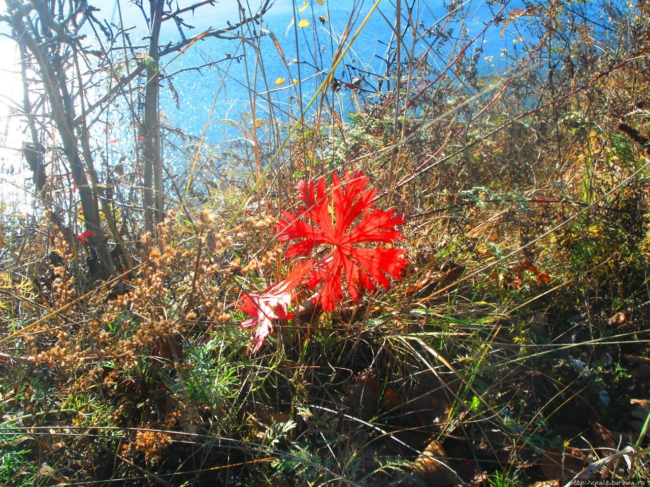 Алый цветок Шаманки Алый цветок Шаманки