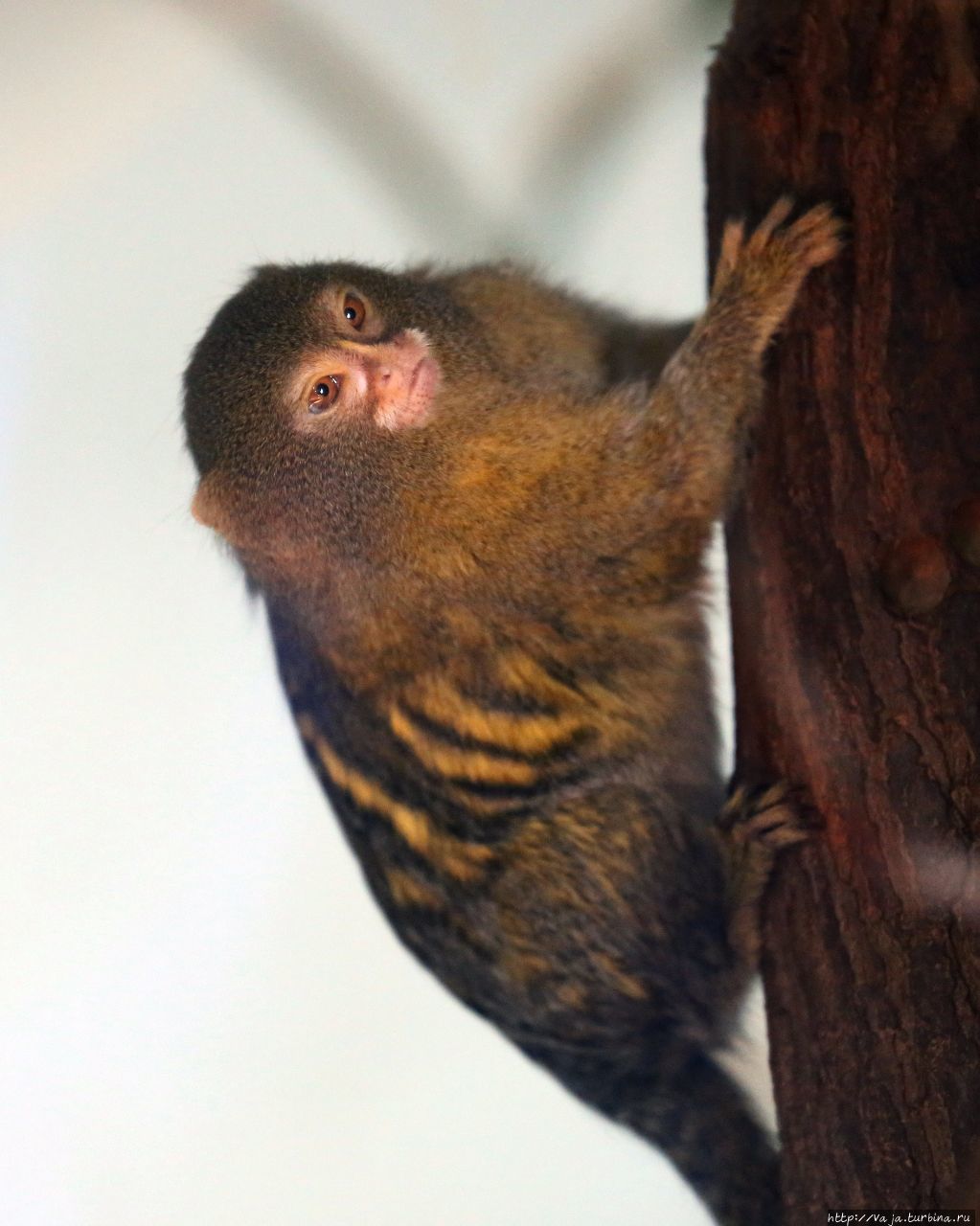 Зоопарк Лимы. Перу Лима, Перу