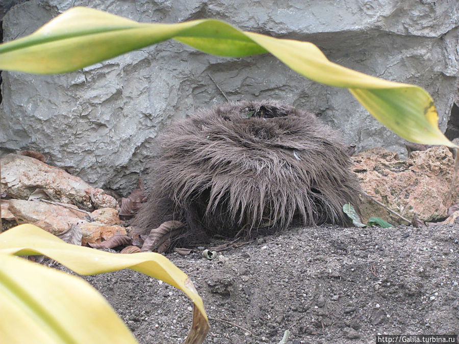 Мохнатый цветок-гнездо.