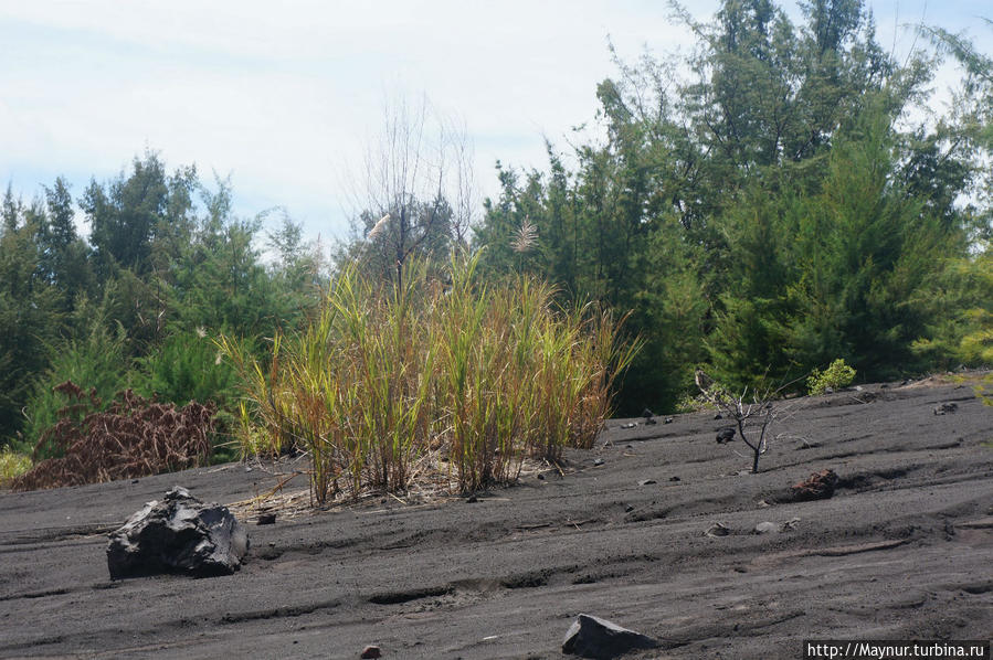 Несмотря   на  постоянные   извержения   у   основания  конуса   растет   приличный   лес, Палембанг, Индонезия