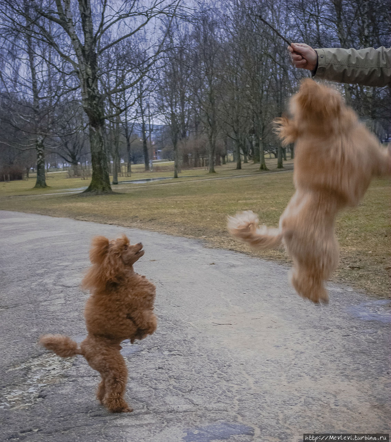 В марте в парке Аркадия Рига, Латвия