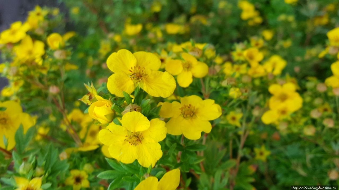 Посадите у себя в саду веточки лапчатки. Очень скоро у вас будут пышные жёлтые кустики, как вот в этом саду в Городце.
