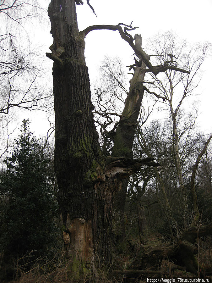 Здесь дубы-колдуны что-то шепчут осинам Ноттингем, Великобритания