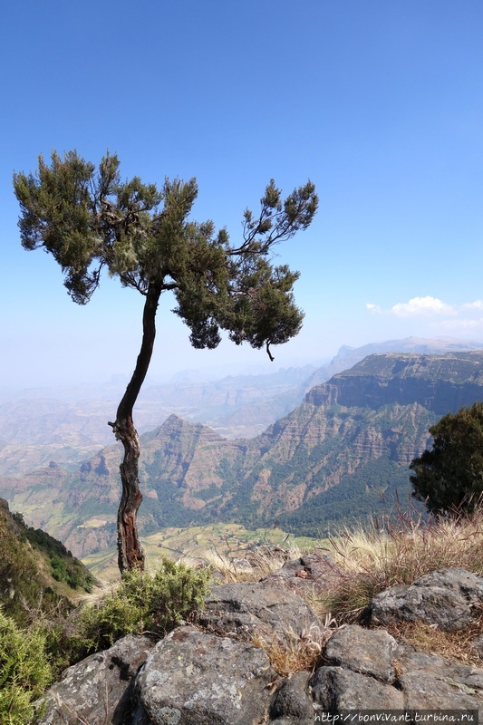 За горами и геладами Сымен Национальный Парк, Эфиопия