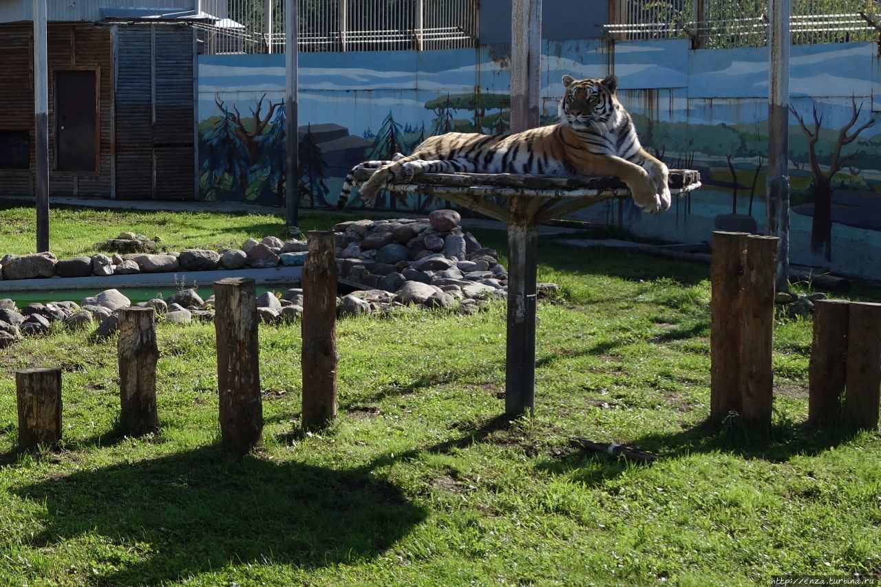 Ярославский зоопарк сафари парк. Сафари парк калужская область. Сафари парк калужская область. Сафари парк в дании. Сафари парк мятлево.