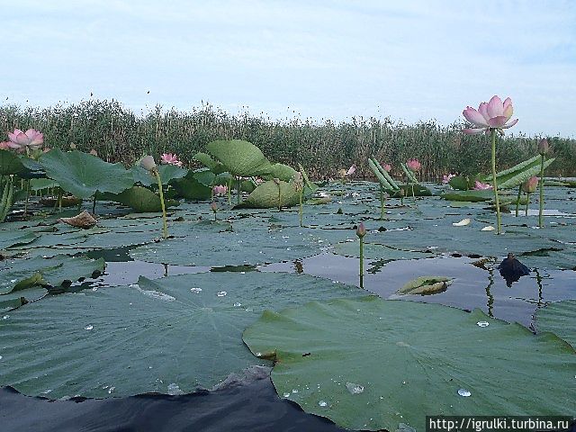 Огромные листья лотоса