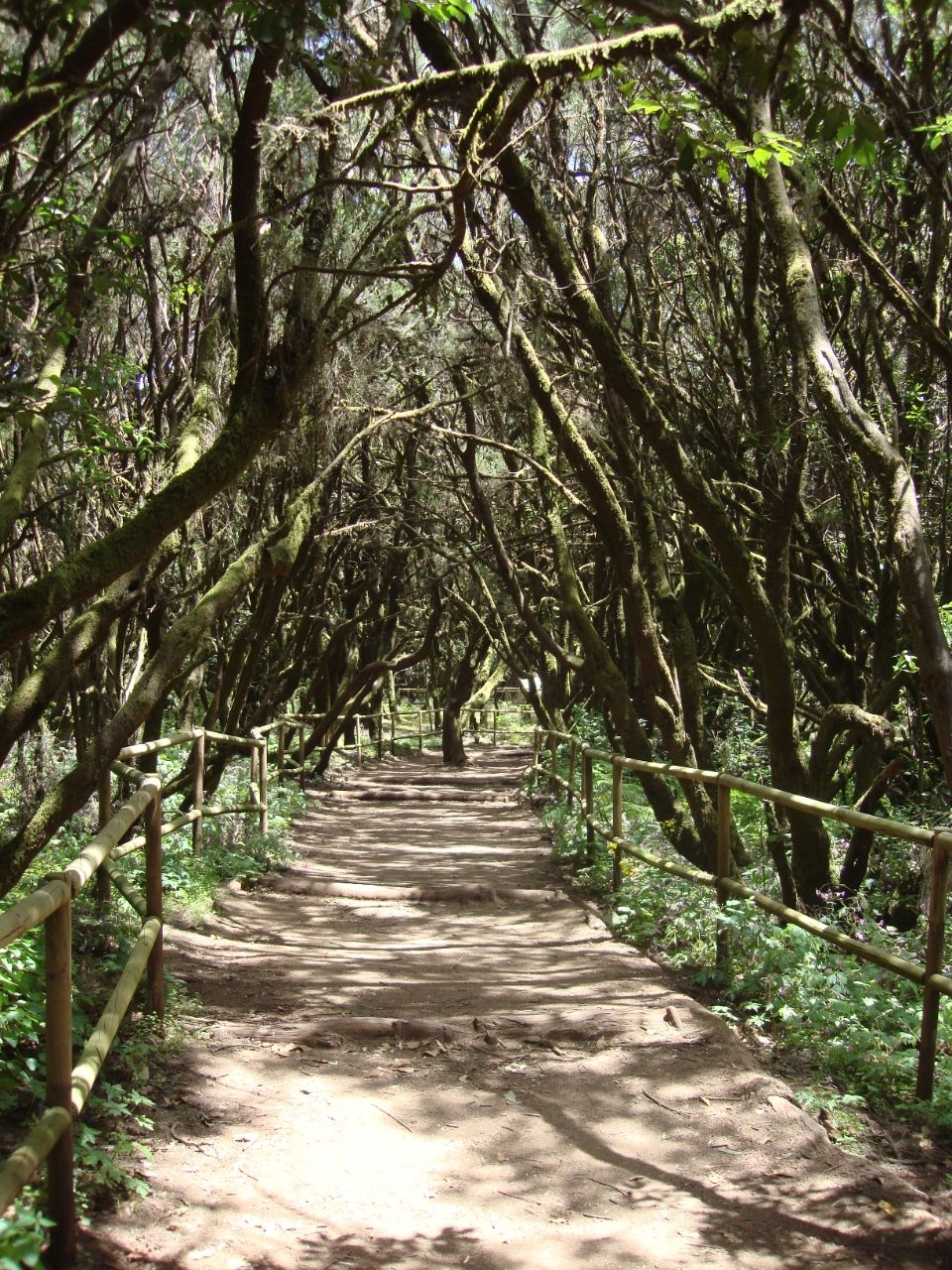 Гарахонай Национальный парк Гаранхонай Национальный Парк, остров Ла Гомера, Испания