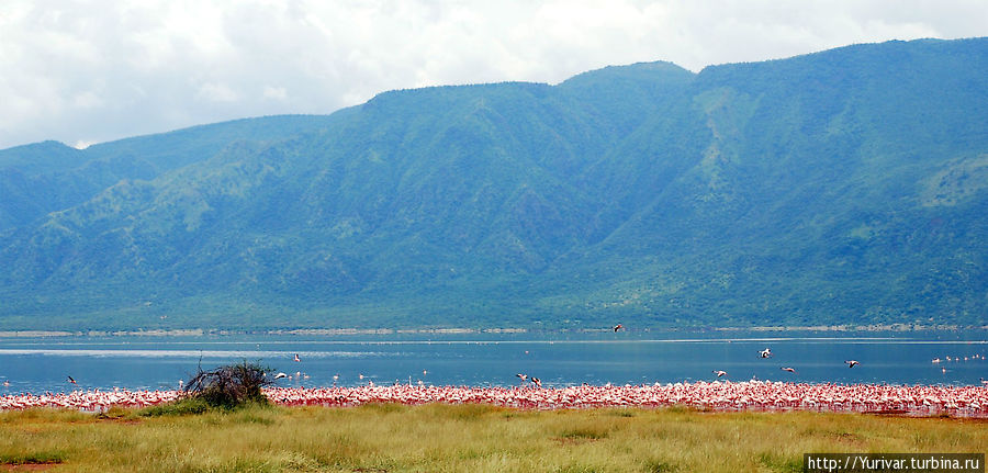 Царство фламинго на озере Богория