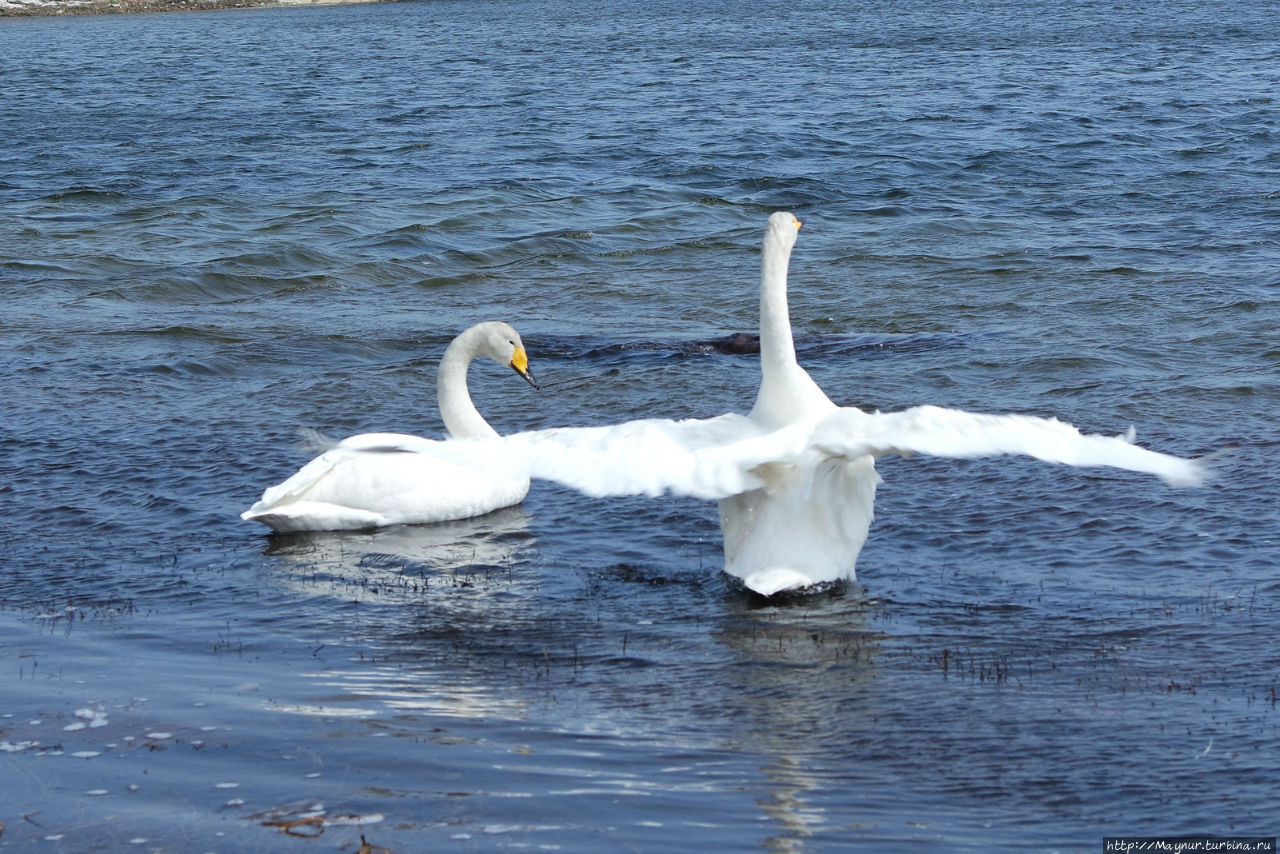 Песня  весне... Южно-Сахалинск, Россия