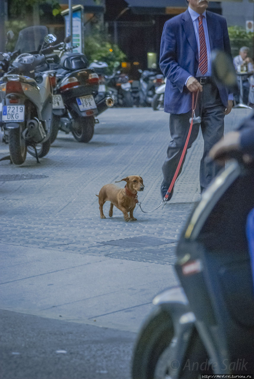 Май в Барселоне Барселона, Испания