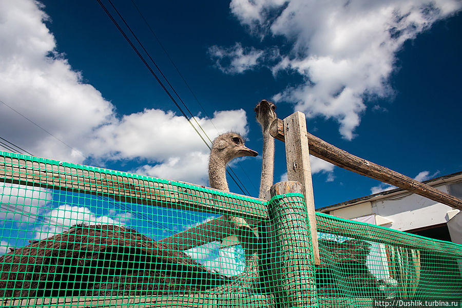 Страусиная ферма «Долина страусов» Миасс, Россия