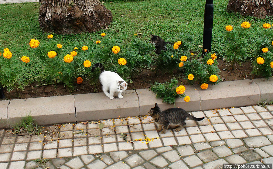 Кошки Кемера Кемер, Турция