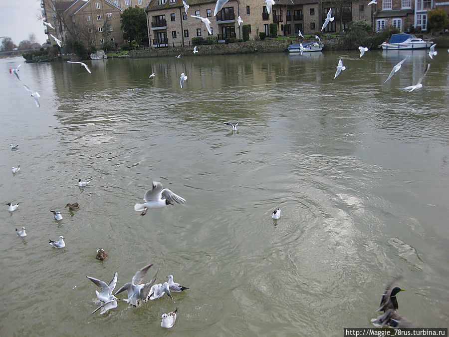 Кормление птиц у старого моста Англия, Великобритания