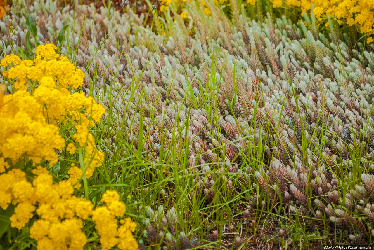 Тюльпаны в Юрмале Юрмала, Латвия