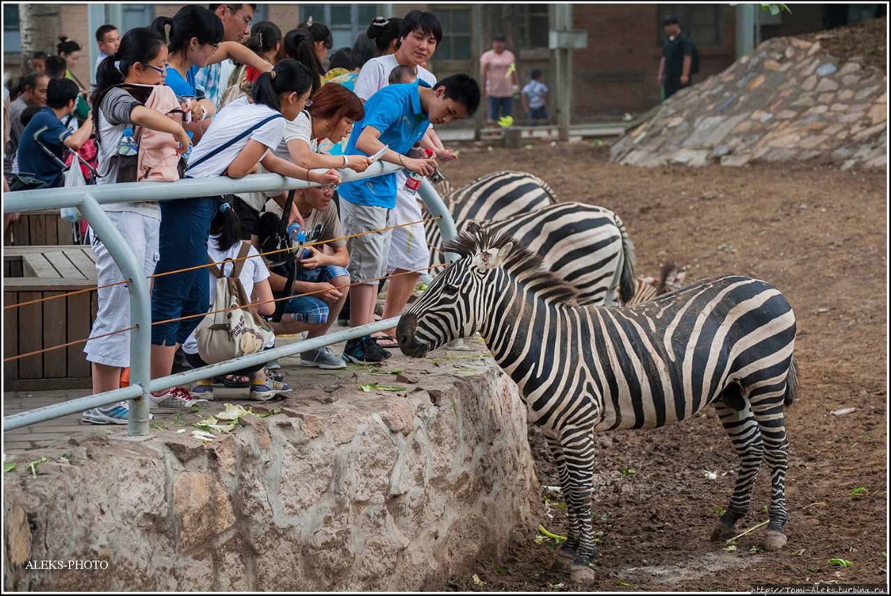 Пекинский зоопарк Пекин, Китай