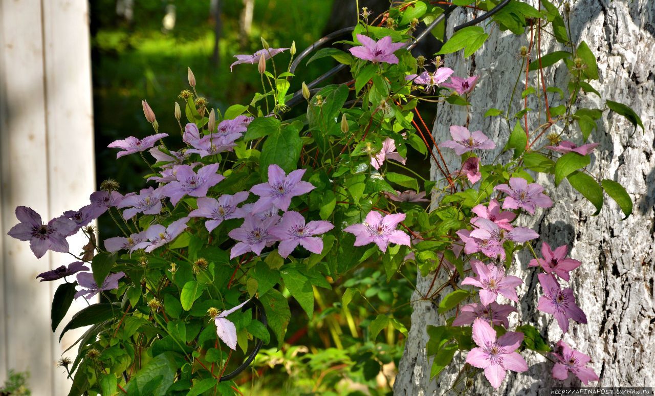 Лето. Поползень Москва, Россия
