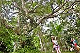 Канариум филиппинский — это огромное дерево, на котором растут знаменитые орехи
