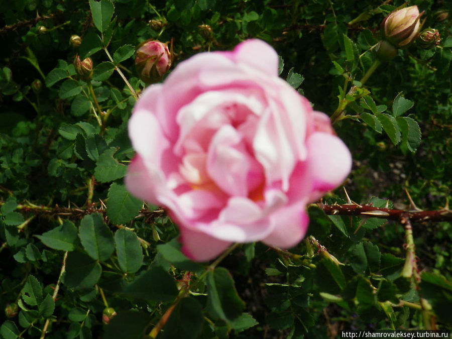 Скансен. Розовый сад и простые грядки Стокгольм, Швеция