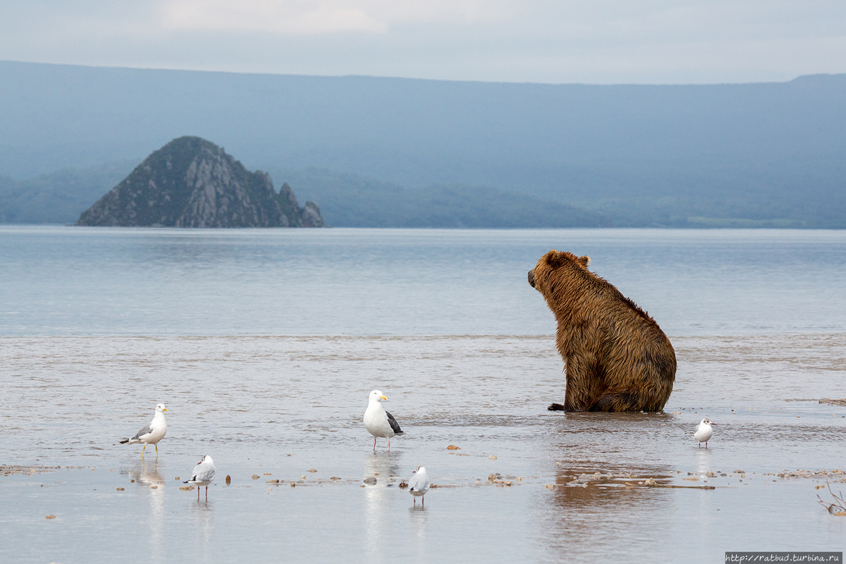 Уникальная Камчатка Камчатский край, Россия