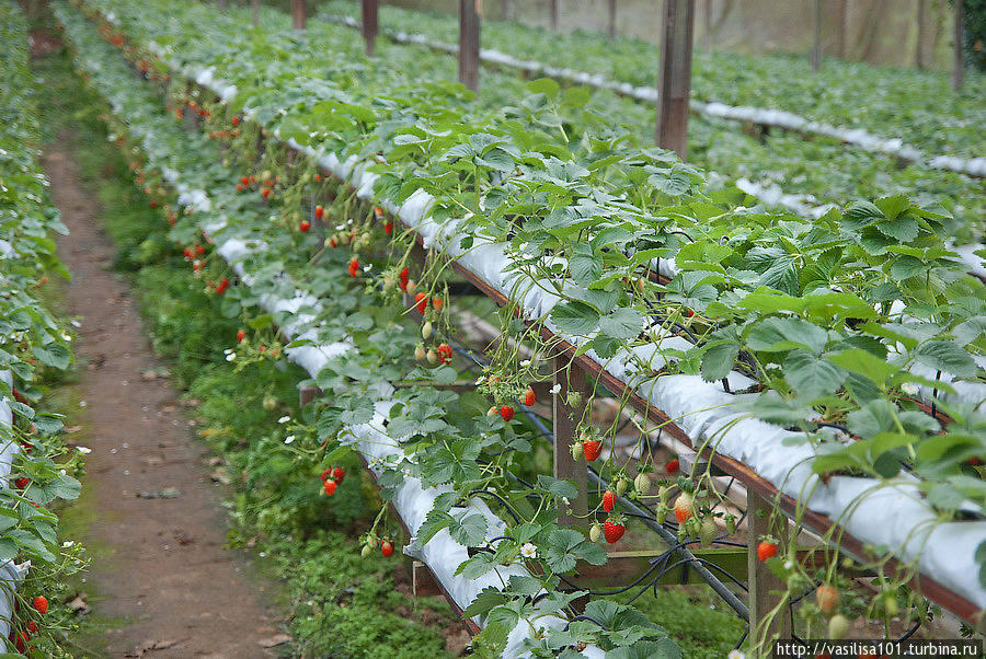 Клубничная ферма рядом с Sungai Palas Boh Tea Estate Танах-Рата, Малайзия