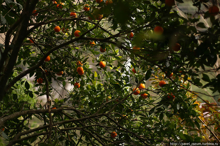 Из зимы в лето (апельсины в феврале в Татопани) Татопани, Непал