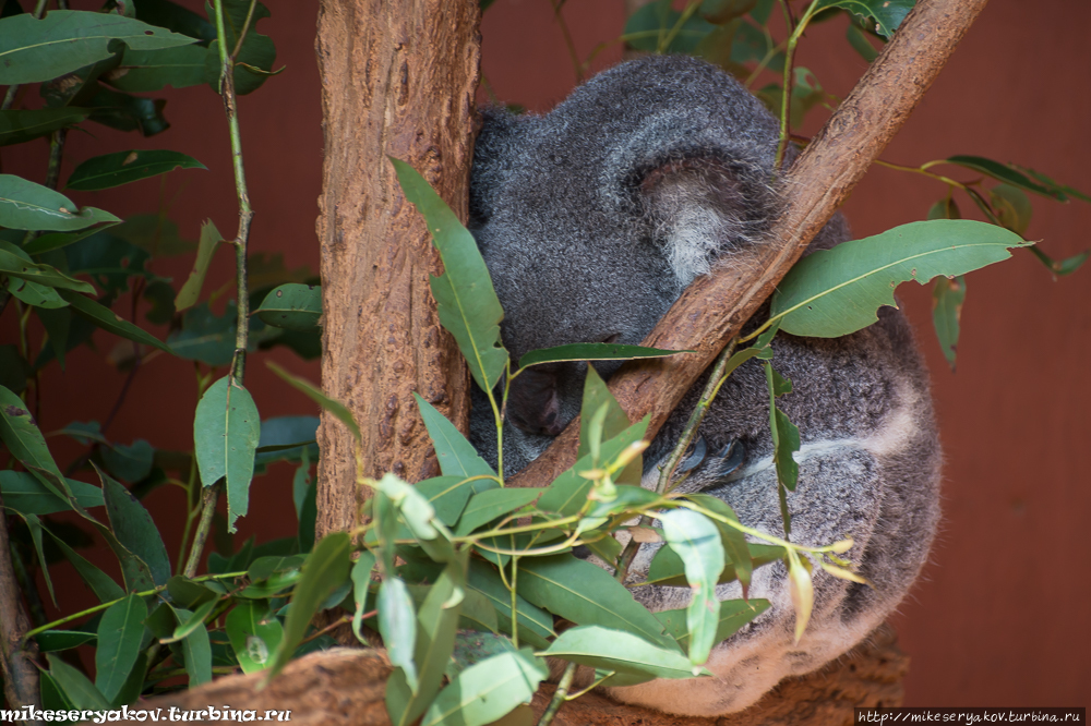 Заповедник коал Одинокая Сосна Индурупилли, Австралия