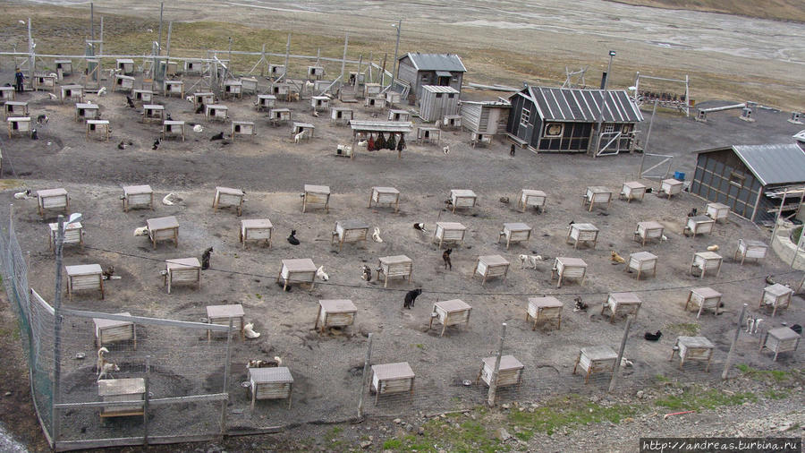 Собачья ферма Лонгийербюен, Свальбард