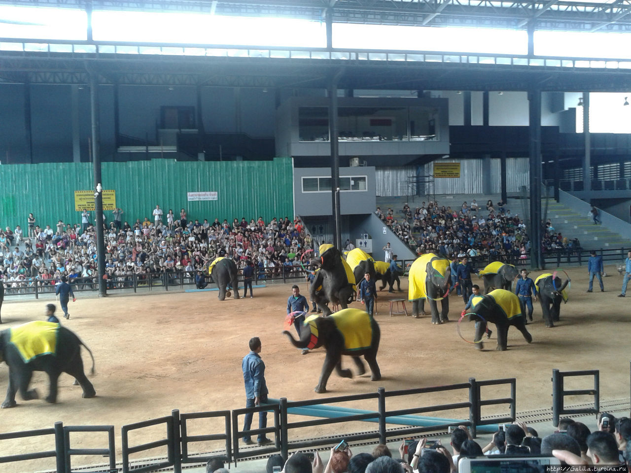 Слёзы слонихи Паттайя, Таиланд