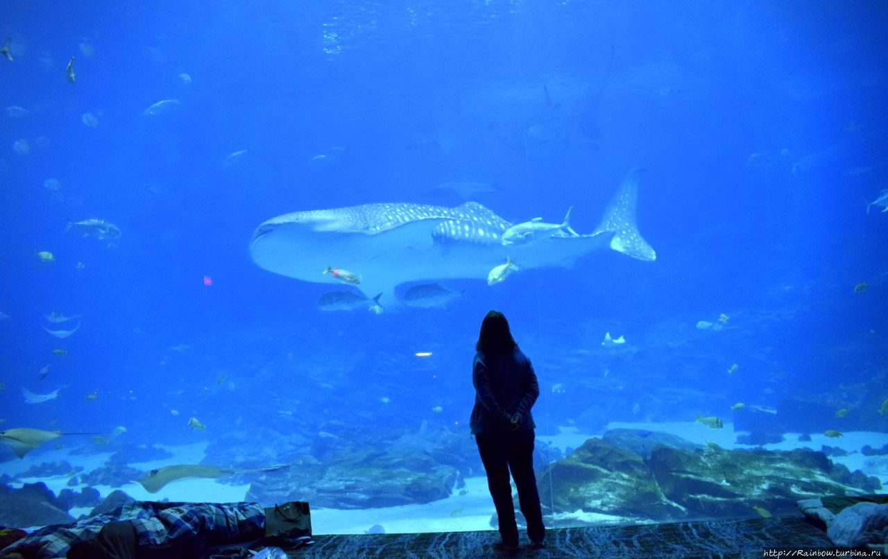 Наедине с китовой акулой Атланта, CША