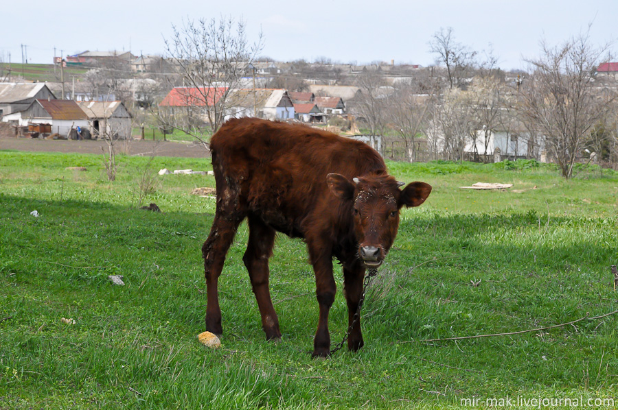 … и «цвай»!