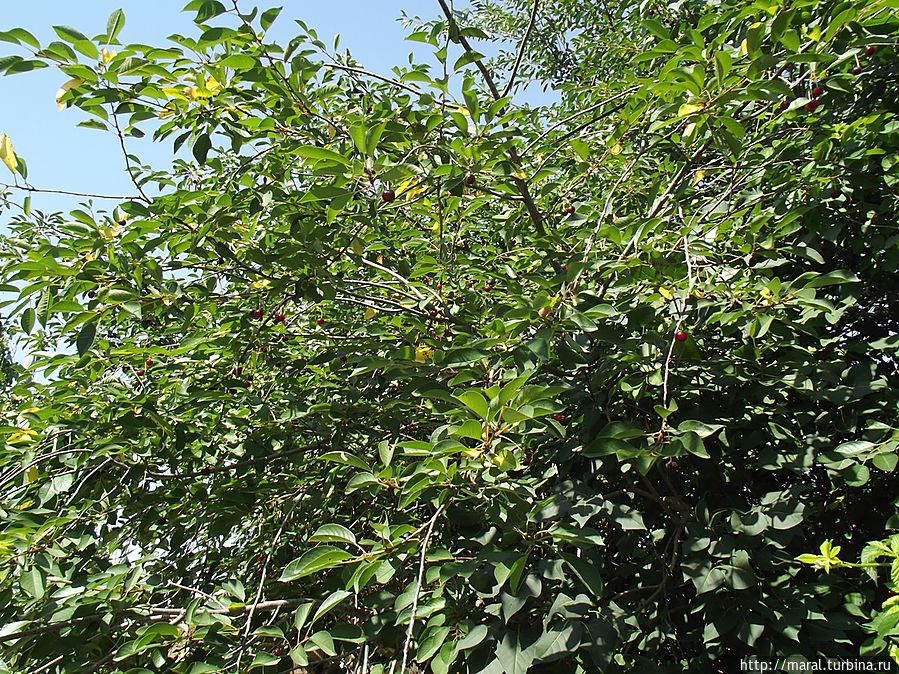 вишневые, грушевые Варненская область, Болгария