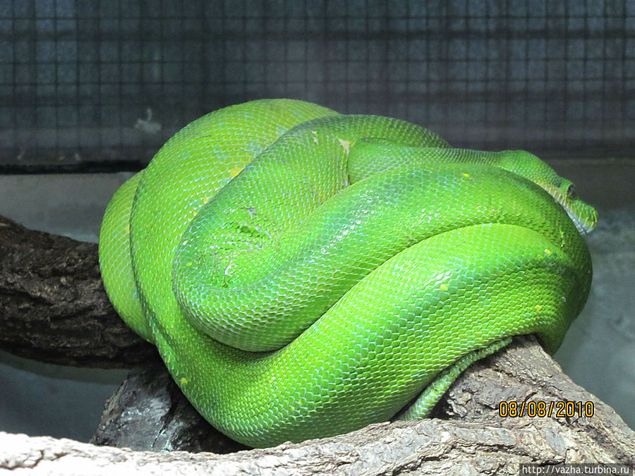 Сабакоголовый удав.Змея обитает в джунглях Суринама,Гаянны и Французкой Гвианы Копенгаген, Дания