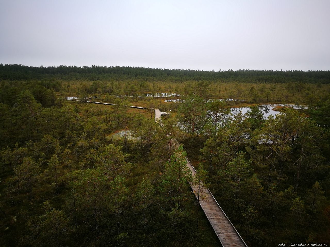 Болото Виру Болота Виру природный парк, Эстония