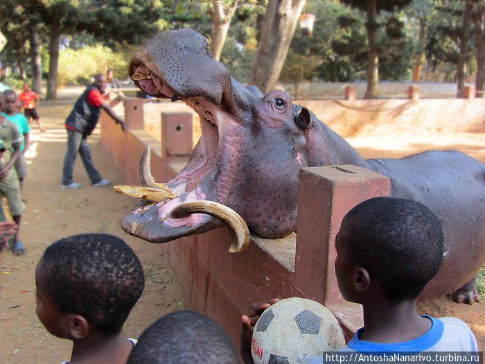 Бегемот рот раскрыл -1.