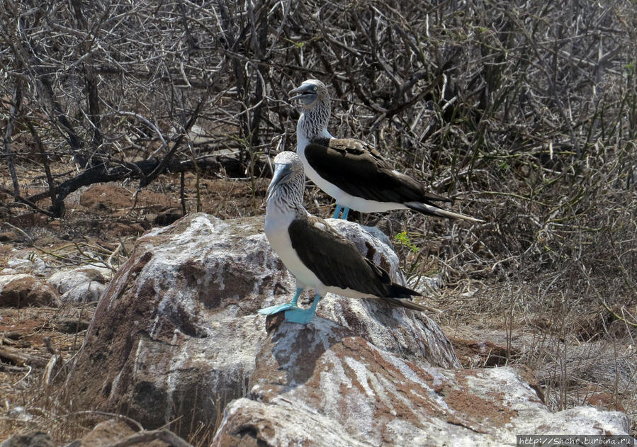 голубоногая олуша Галапагосские острова, Эквадор