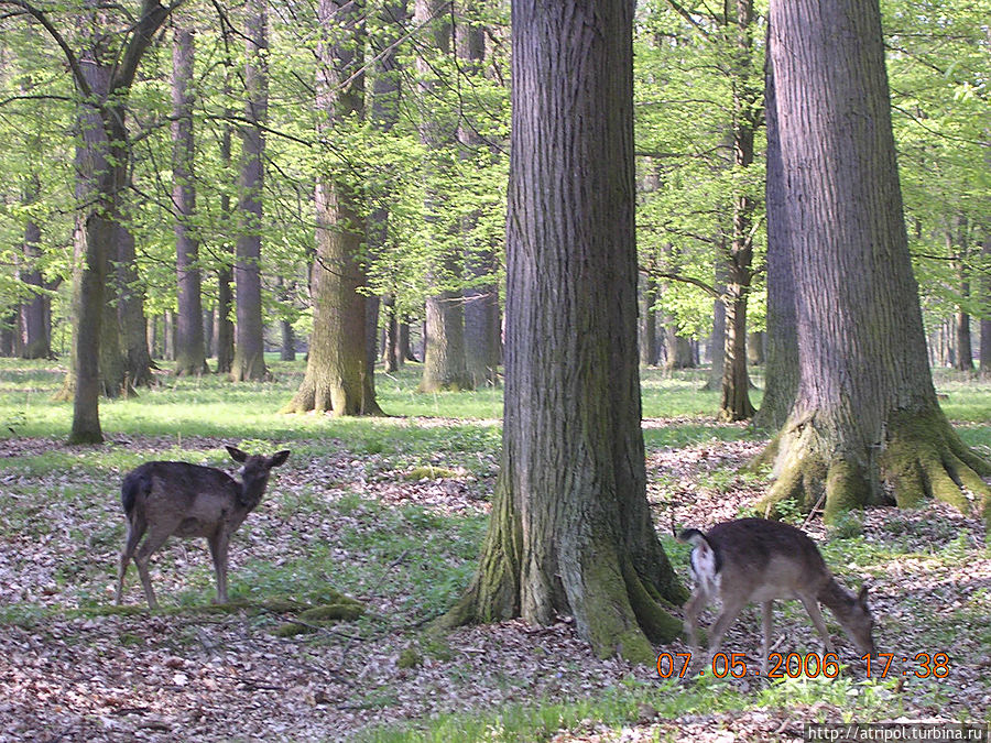 Обитатели волшебного леса Карловы Вары, Чехия