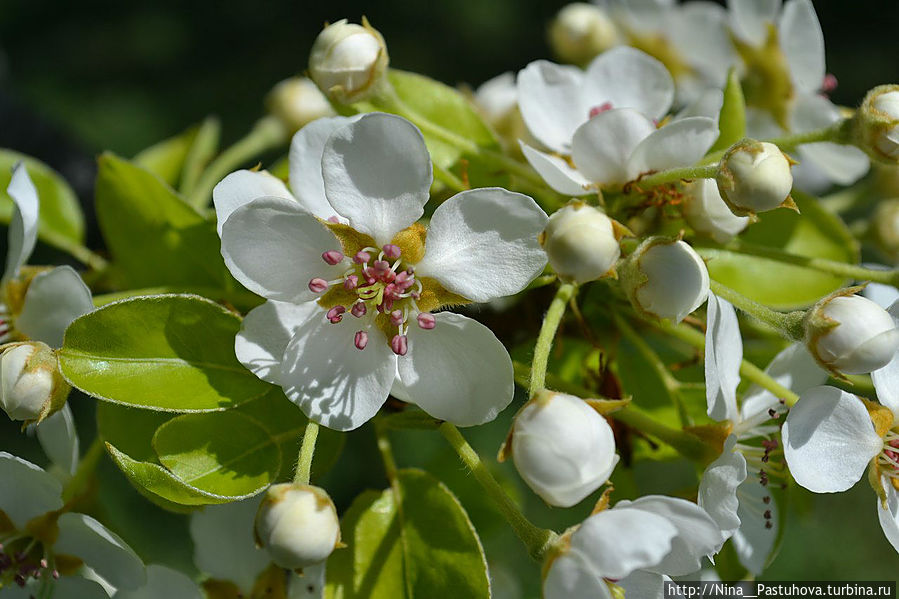 Весна.  Май.  Дача Жигулёвск, Россия
